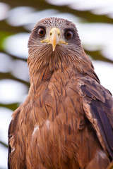 Black kite bird sitting in a tree