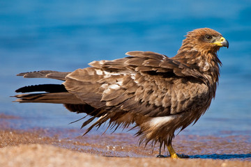 Black kite bird bading in the water