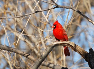 Cardinal