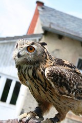 Hibou grand duc