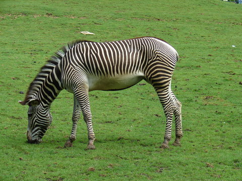 z&egrave;bre