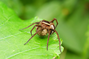 spider