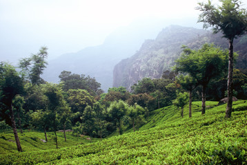 Fototapeta na wymiar Teaplantation, Indie