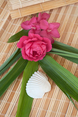 Beautiful vacation (flowers set with a seashell)
