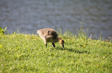 baby goose