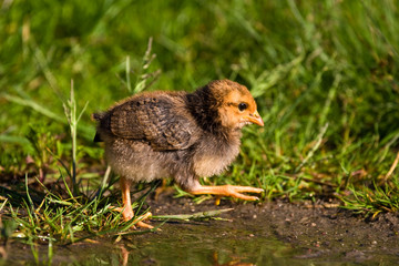 wild bird
