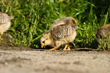 wild bird