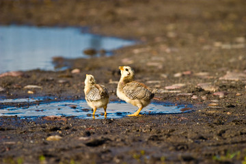 wild bird