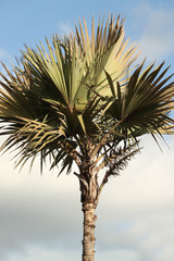 Naklejka premium palmier 