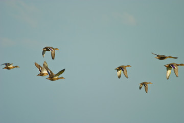 wild bird