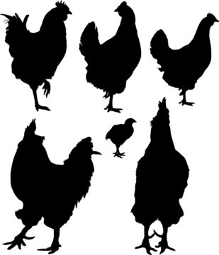 vector silhouette of group hens and roosters
