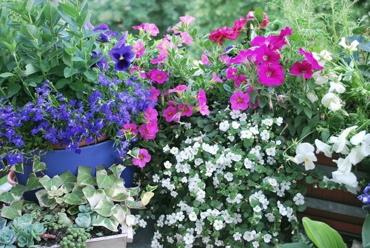 Balkonblumen