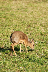 Dik-dik antelope