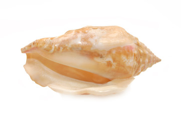 Sea cockleshell photographed in white background