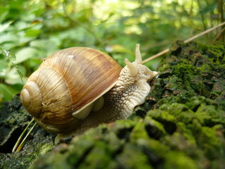 Big snail