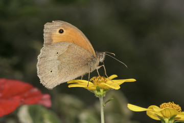 meadow brown on a buttercup