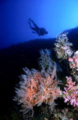 Taucher im farbenprächtigen Korallenriff