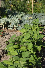 haricots du jardin
