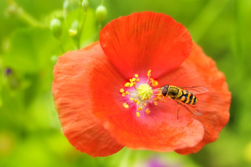 Mohn mit Biene © Carmen Steiner