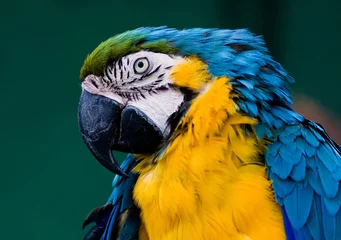 Foto auf Acrylglas Papagei Papagei