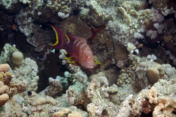 Fototapeta na wymiar lyretail grouper