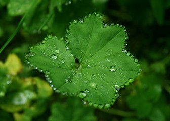 Tropfenkette auf dem Blatt