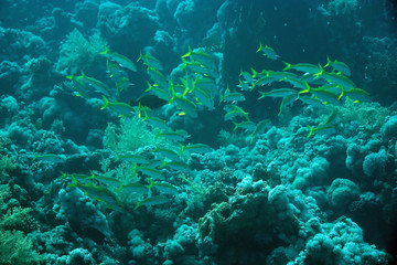 yellowfin goatfish