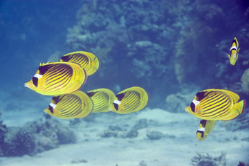 raccoon butterflyfish