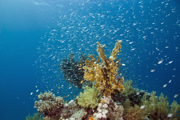 Naklejka na ściany i meble glassfish and coral