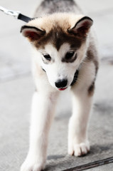 Husky