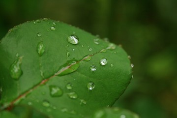 Tropfen auf dem Blatt