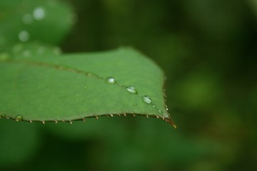 Blatt nach Regen