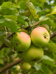 Fruit apples on a tree