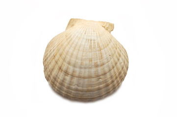seashell isolated on white background