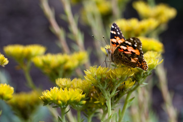Fototapeta na wymiar Schmetterling, Distelfalter (Vanessa cardui)