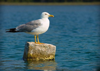Curious Seagull