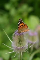 Obraz na płótnie Canvas Weg-Distel (Carduus acanthoides) mit Schmetterling