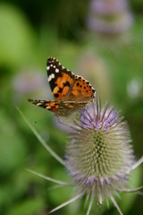 Fototapeta na wymiar Weg-Distel (Carduus acanthoides) mit Schmetterling