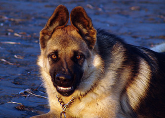 Mad Dog - German Shepherd