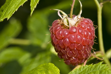 Raspberry