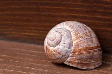 Snail and wood contrast