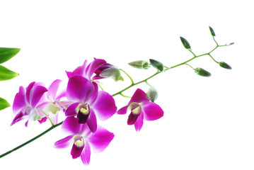 Fototapeta na wymiar Branch of violet orchids isolated on white background