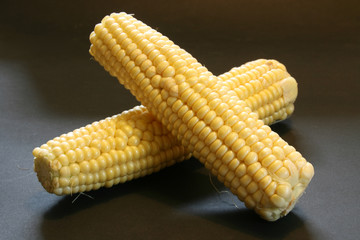 Maiskolben frisch