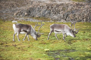 Reindeers in tundra