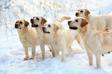 Five labradors retriever.