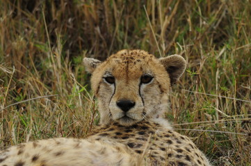 Cheetah (Acinonyx jubatus), Masai Mara, Kenya