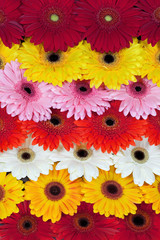 gerbera