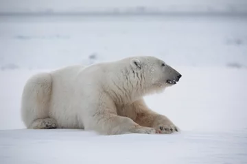 Papier Peint photo autocollant Ours polaire Polar bear