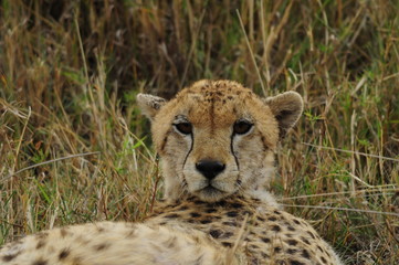 Fototapeta na wymiar Cheetah (Acinonyx jubatus), Masai Mara, Kenya