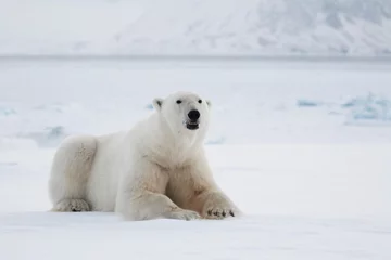 Abwaschbare Fototapete Eisbär Eisbär